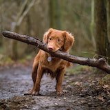 Labrador dog